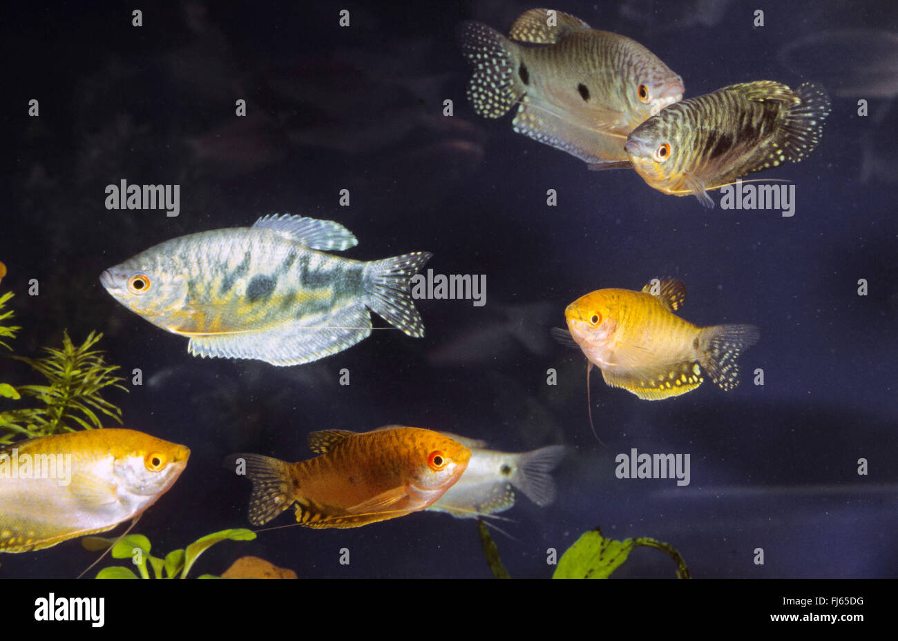 Cosby gourami and Gold gourami (Trichogaster trichopterus cosby und gold), school of fishes Stock Photo