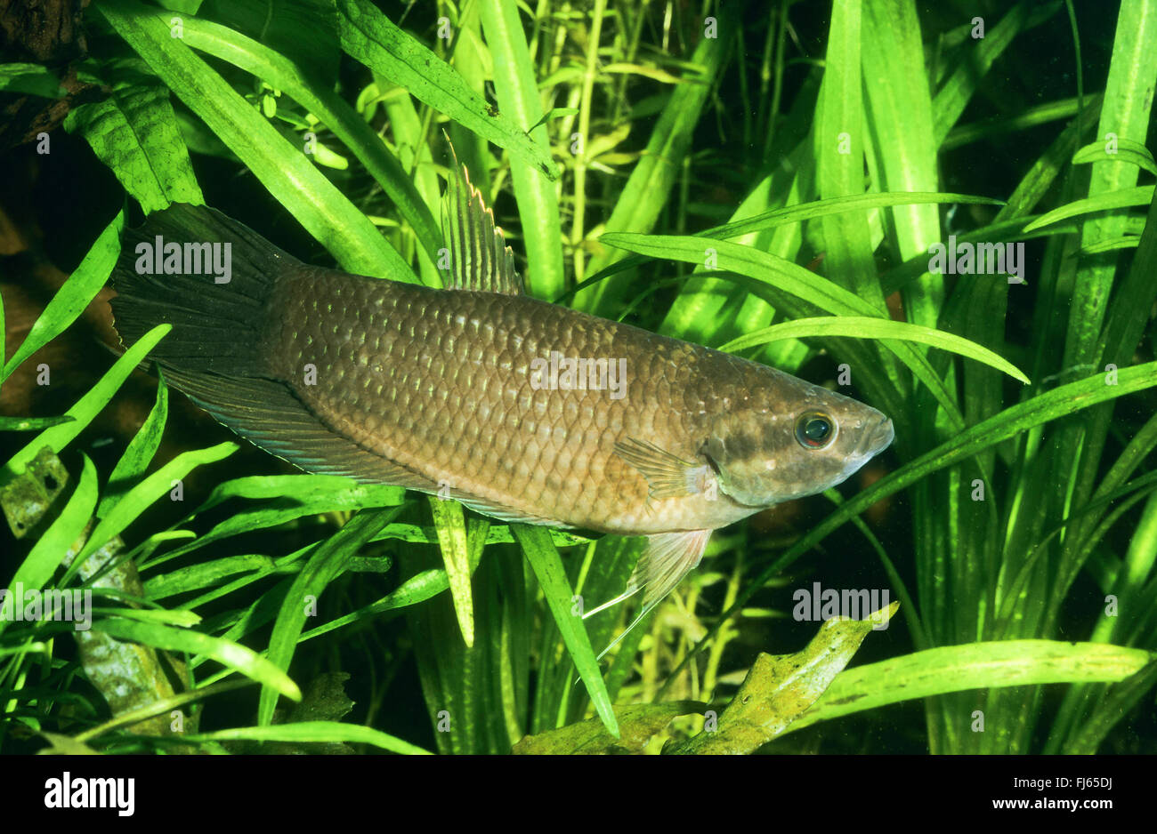 Mouthbrooding fighting fish, Penang betta (Betta pugnax, Macropodus pugnax, Betta macrophthalma, Betta brederi), swimming Stock Photo