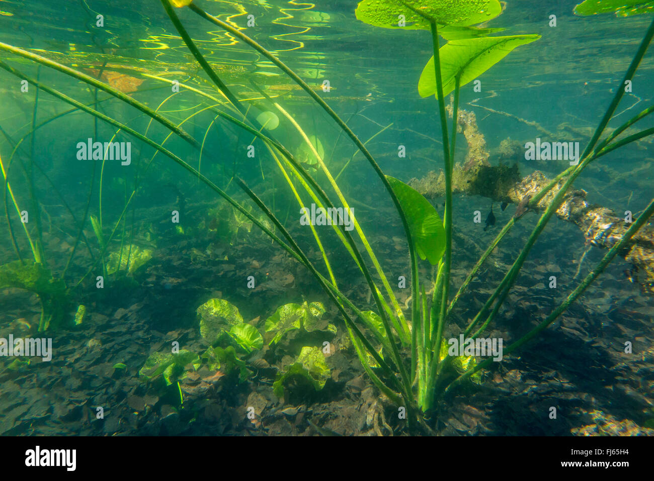 European yellow pond-lily, Yellow water-lily (Nuphar lutea), underwater photo, Germany, Bavaria, Langbuergener See Stock Photo