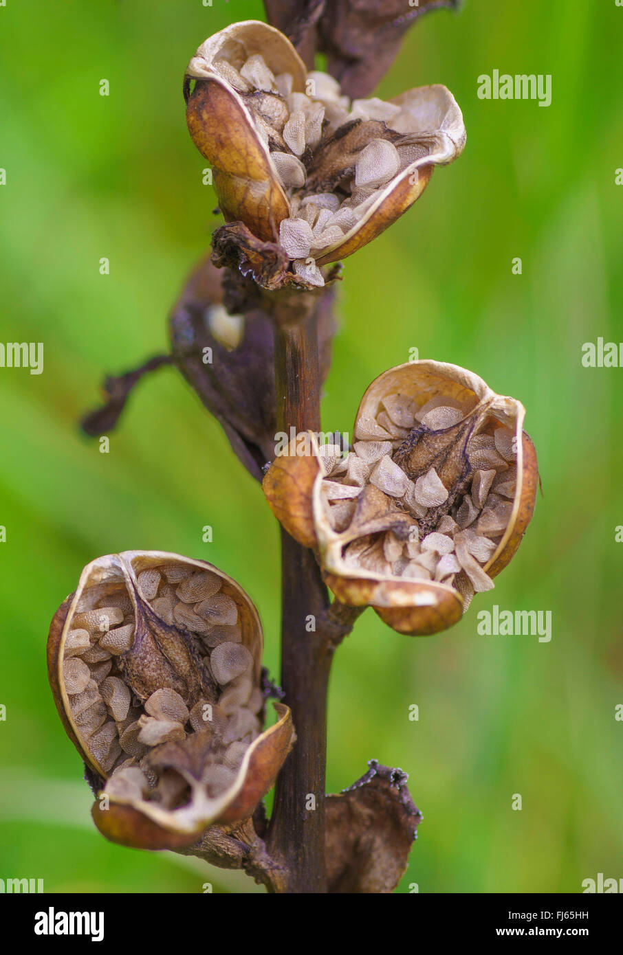 Moor-king, Moorking (Pedicularis sceptrum-carolinum), infructescence, Germany, Bavaria, Oberbayern, Upper Bavaria Stock Photo