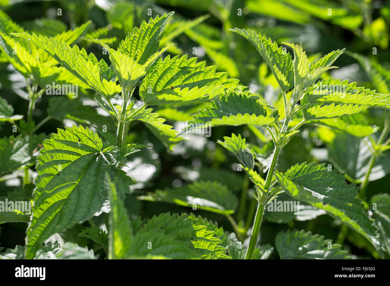 stinging nettle (Urtica dioica), young fresh leaves in backlight, Germany Stock Photo