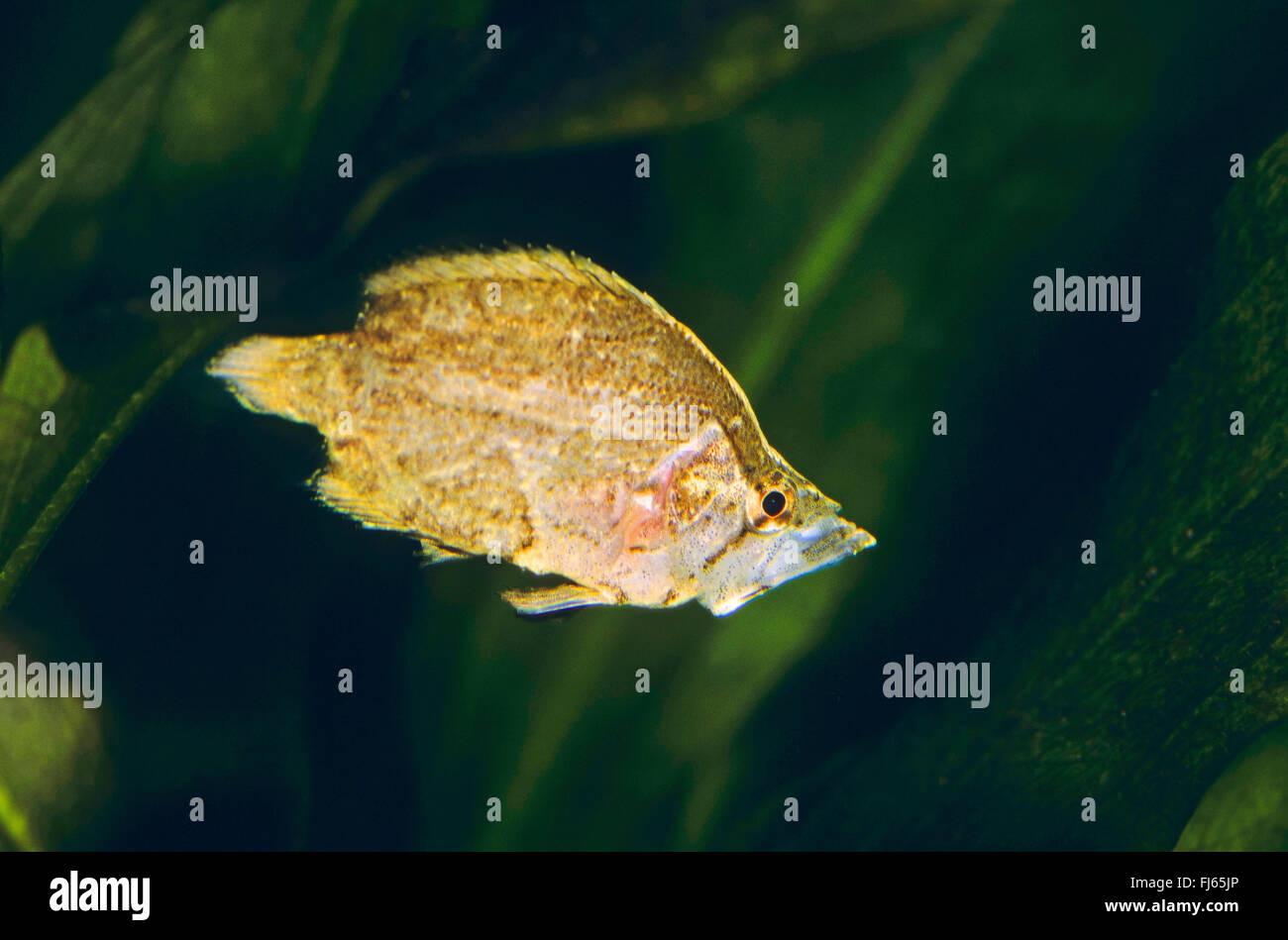 South American leaf-fish (Monocirrhus polyacanthus), swimming Stock Photo