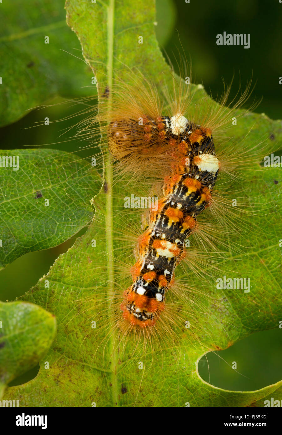 Scarce Merveille du jour (Moma alpium, Daseoacheta alpium, Diphthera alpium), caterpillar with hairs eating at an oak leaf, Germany Stock Photo