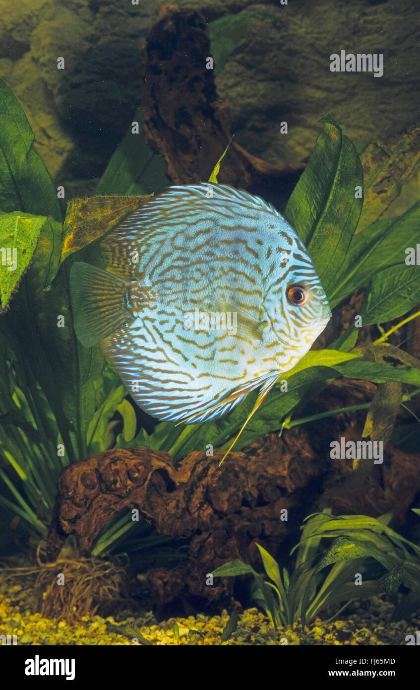Blue discus, Pompadour fish (Symphysodon aequifasciatus, Symphysodon aequifasciata, Symphysodon discus aequifasciata), swimming Stock Photo