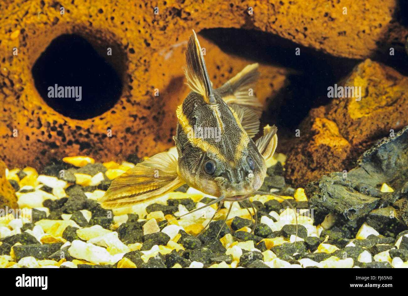 Striped raphael catfish (Platydoras costatus, Silurus costatus, Platydoras helicophilus), front view Stock Photo