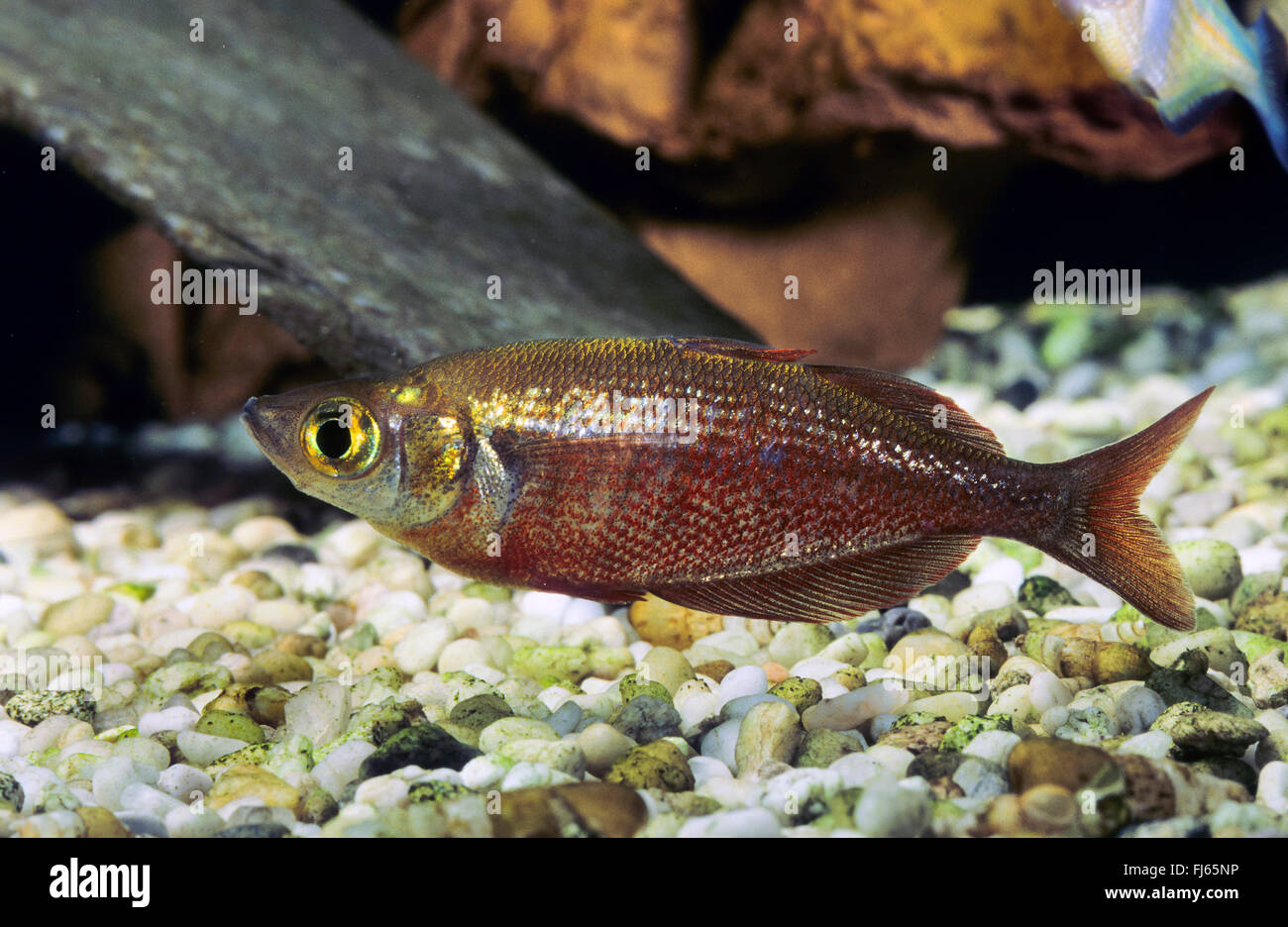 Red rainbowfish, Salmon-red rainbowfish, New Guinea Red Irian Rainbowfish (Glossolepis incisus), at the bottom Stock Photo