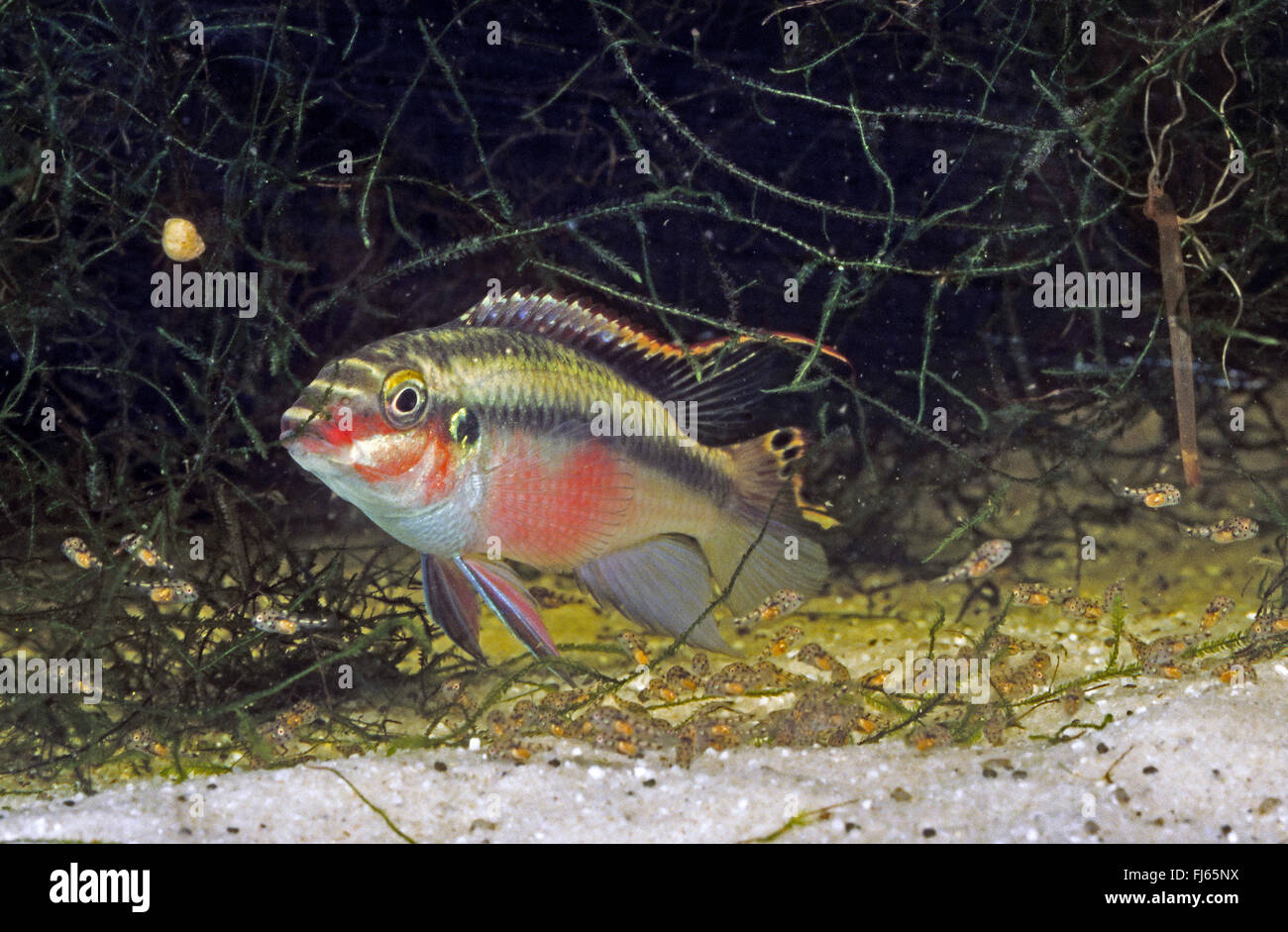 Rainbow Cichlid, kribensis, Purple cichlid, Dwarf rainbow cichlid, Common krib (Pelvicachromis pulcher, Pelmatochromis pulcher), with young fishes Stock Photo