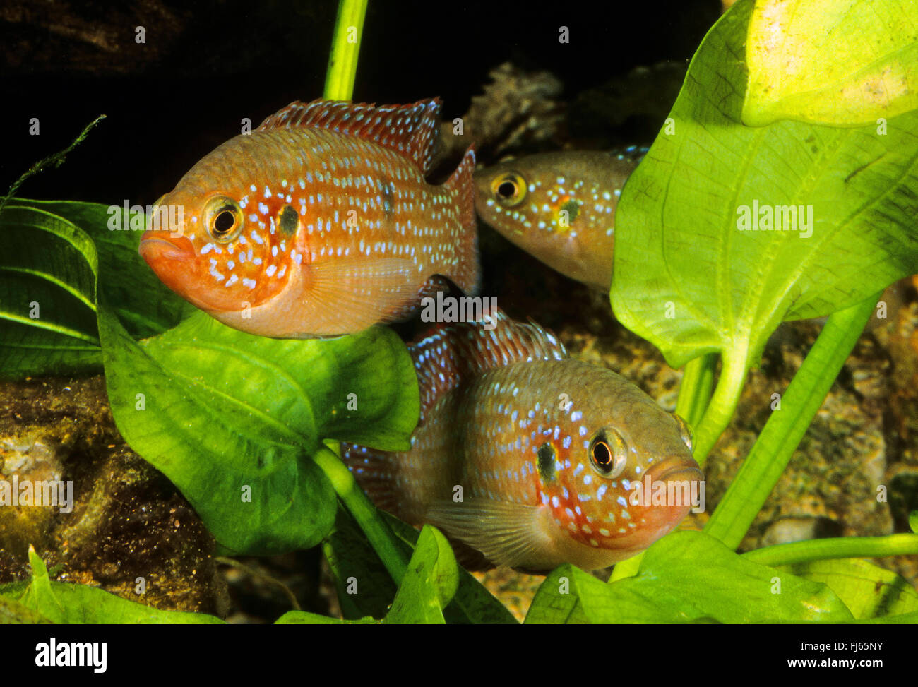 Blood Red Jewel fish, Blood Red Jewel (Hemichromis lifalili), three Blood Red Jewel fishes Stock Photo