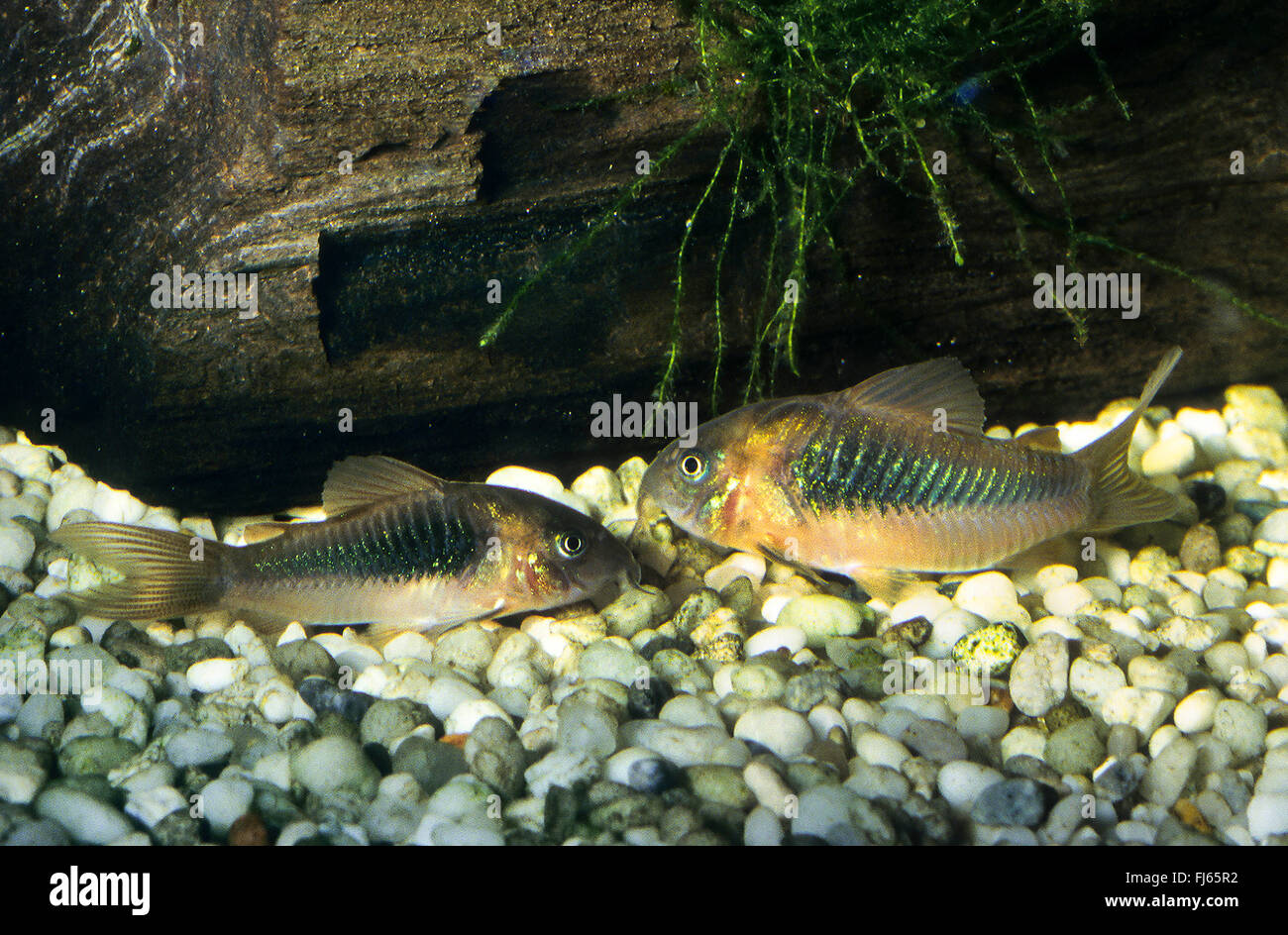 Bronze corydoras, Green corydoras, Bronze catfish, Lightspot corydoras, Wavy catfish (Corydoras aeneus), two Bronze catfishes on the bottom Stock Photo