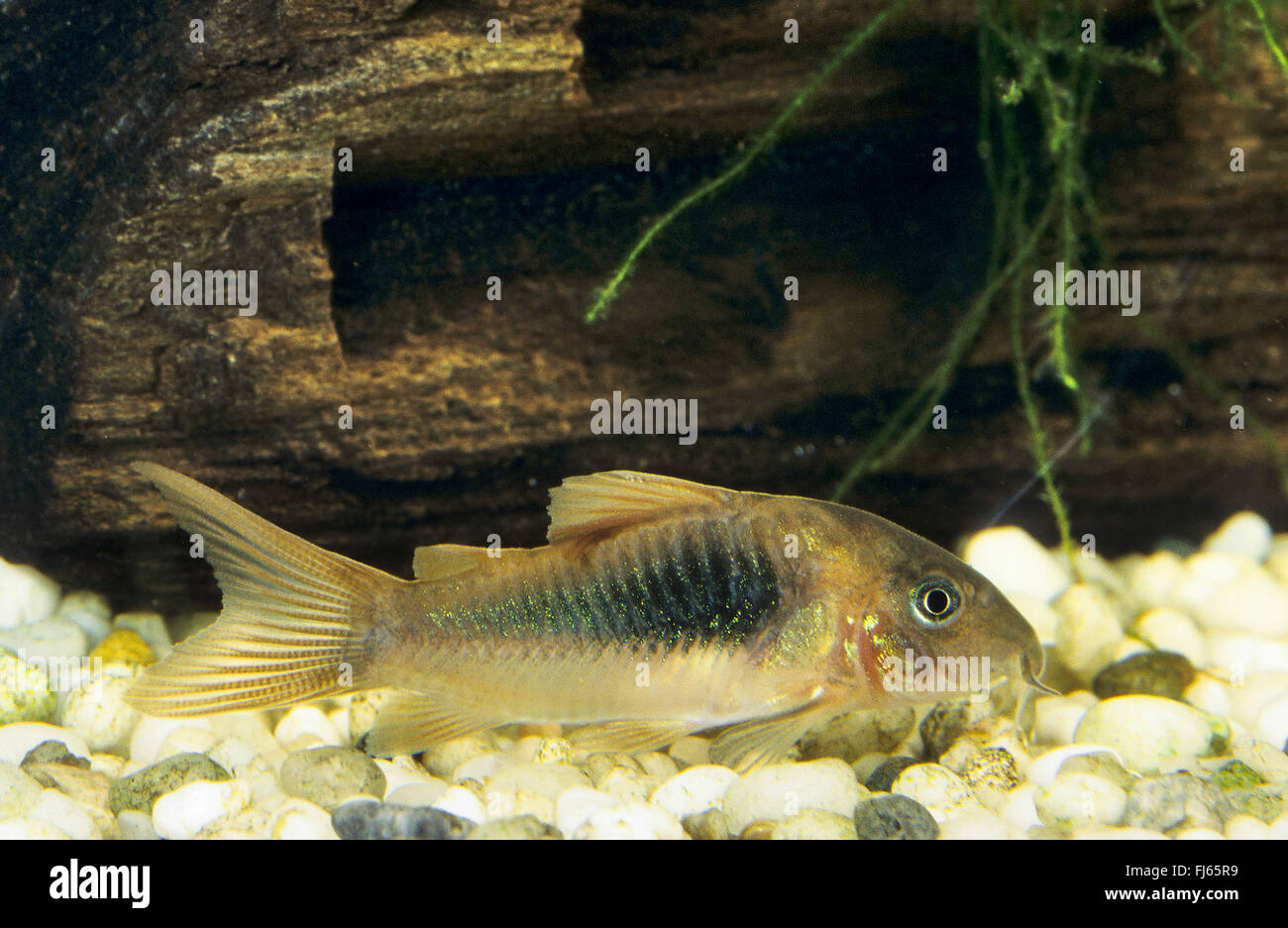 Bronze corydoras, Green corydoras, Bronze catfish, Lightspot corydoras, Wavy catfish (Corydoras aeneus), on the bottom Stock Photo