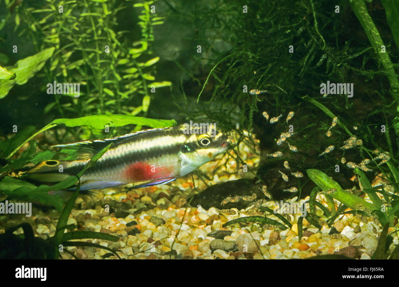 Rainbow Cichlid, kribensis, Purple cichlid, Dwarf rainbow cichlid, Common krib (Pelvicachromis pulcher, Pelmatochromis pulcher), with young fishes Stock Photo