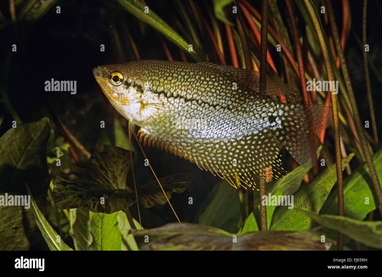 Pearl gourami, Lace gourami, Mosaic gourami (Trichopodus leerii, Trichogaster leerii), swimming Stock Photo