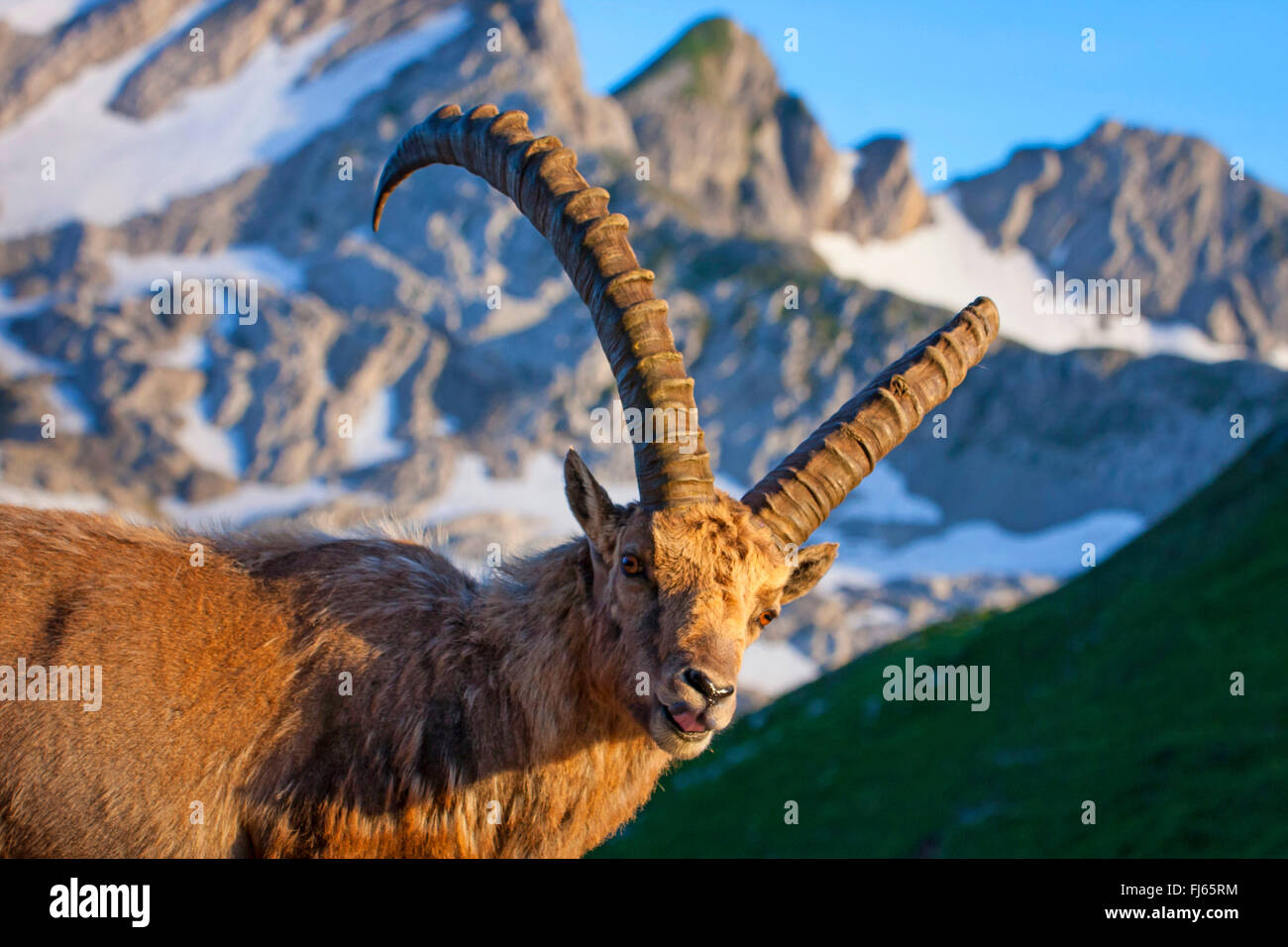 Alpine ibex (Capra ibex, Capra ibex ibex), in morning light in front of a mountain backdrop, Switzerland, Alpstein, Saentis Stock Photo