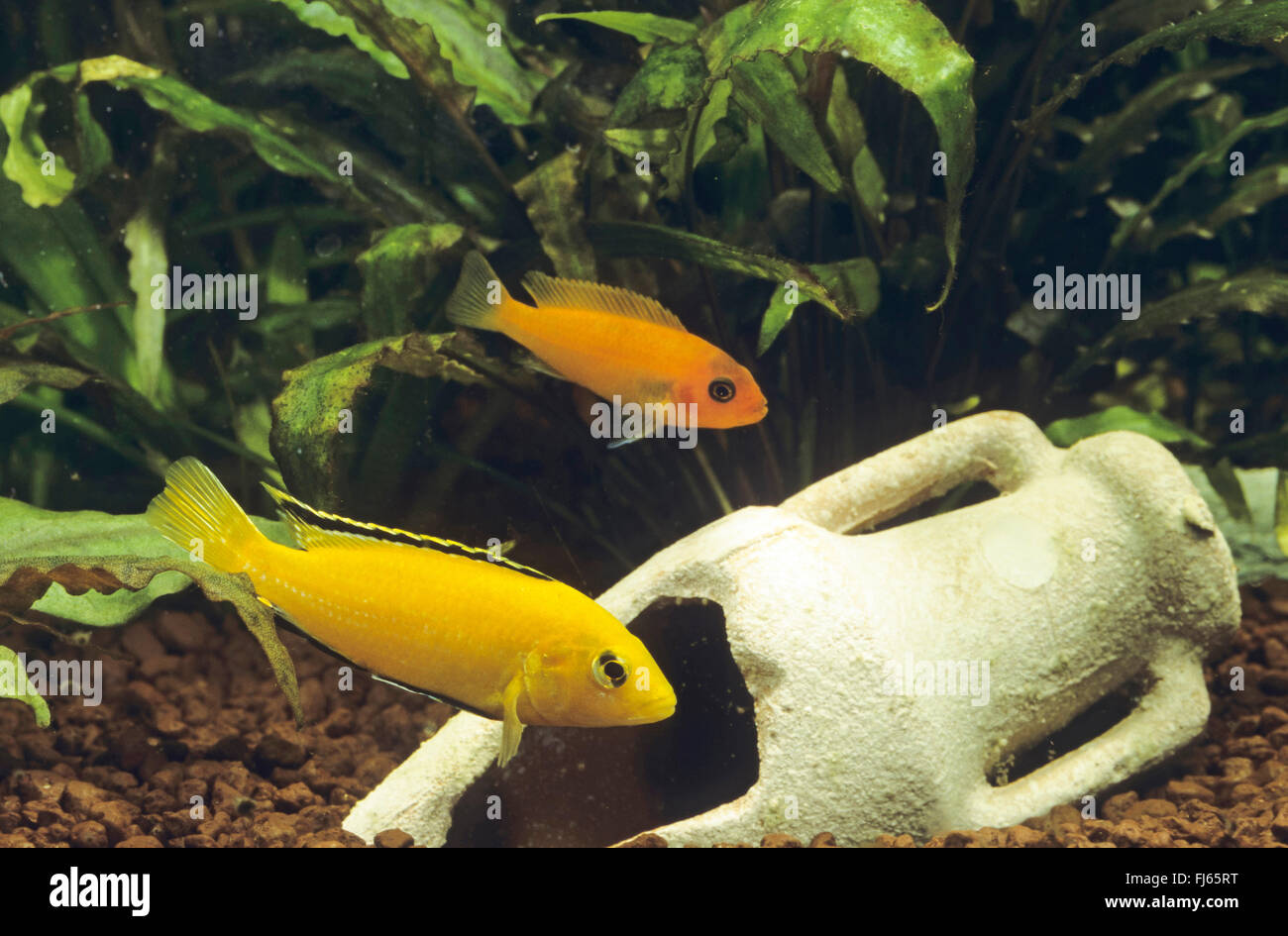 Lemon yellow lab, Electric yellow, Yellow prince (Labidochromis Yellow, Labidochromis caeruleus), with red zebra, Maylandia estherae Stock Photo