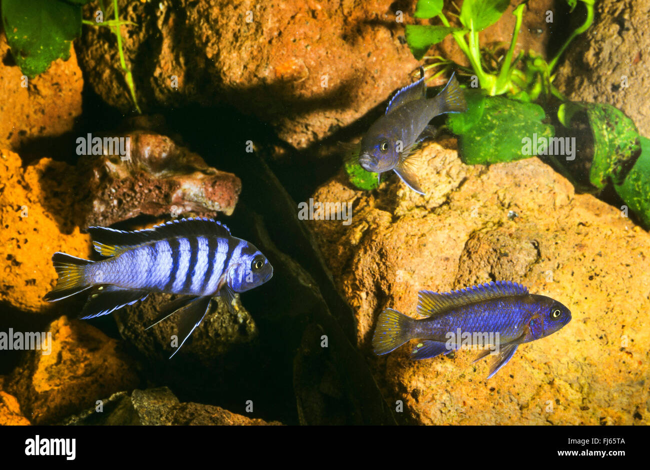 Elongate Mbuna (Pseudotropheus elongatus, Metriaclima elongatus, Maylandia elongatus), swimming Stock Photo