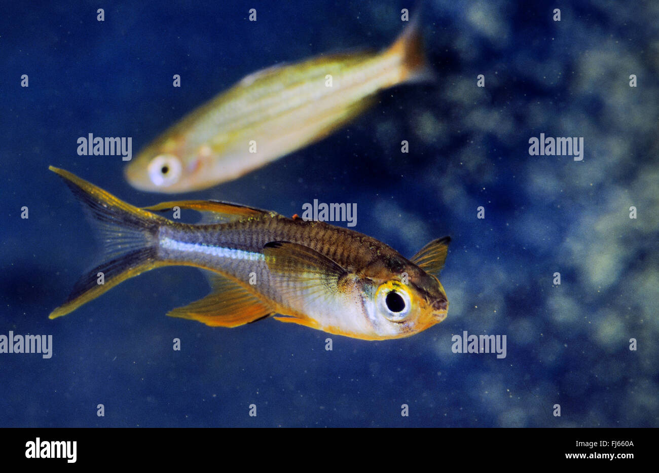 Celebes Sunrayfish, Celebes Rainbowfish (Marosatherina ladigesi, Telmatherina ladigesi), swimming Stock Photo