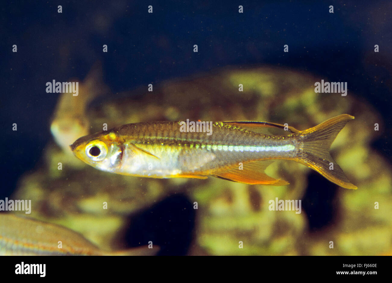 Celebes Sunrayfish, Celebes Rainbowfish (Marosatherina ladigesi, Telmatherina ladigesi), swimming Stock Photo