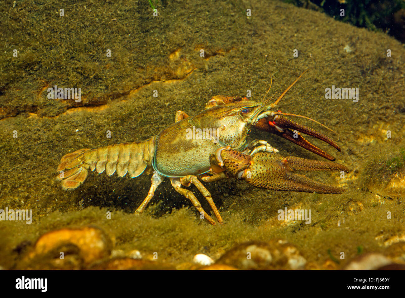 European crayfish, Noble crayfish, Broadfingered crayfish (Astacus