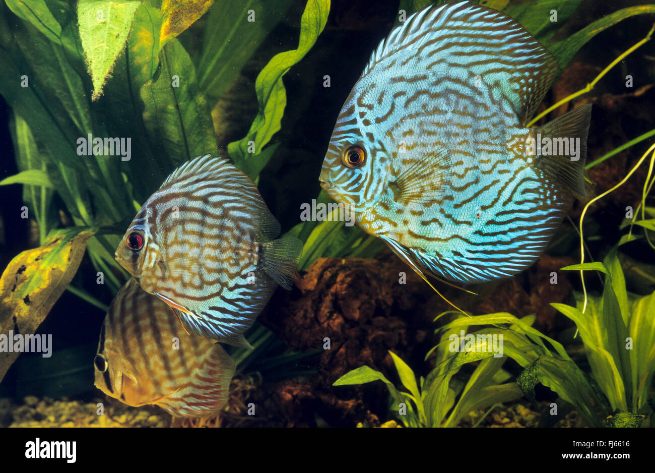 Blue discus, Pompadour fish (Symphysodon aequifasciatus, Symphysodon aequifasciata, Symphysodon discus aequifasciata), three Blue discus Stock Photo
