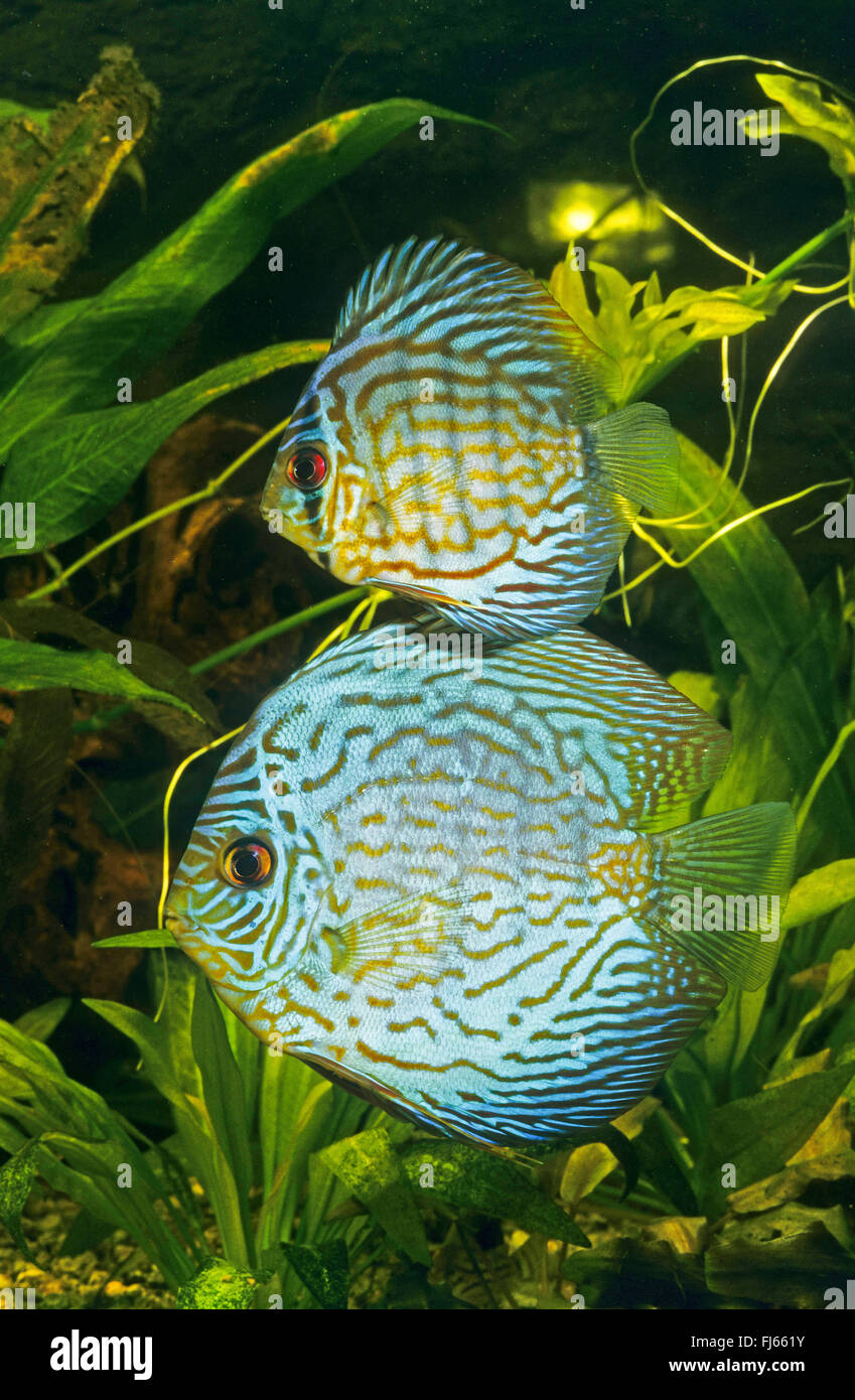 Blue discus, Pompadour fish (Symphysodon aequifasciatus, Symphysodon aequifasciata, Symphysodon discus aequifasciata), adult and juvenile Blue discus Stock Photo