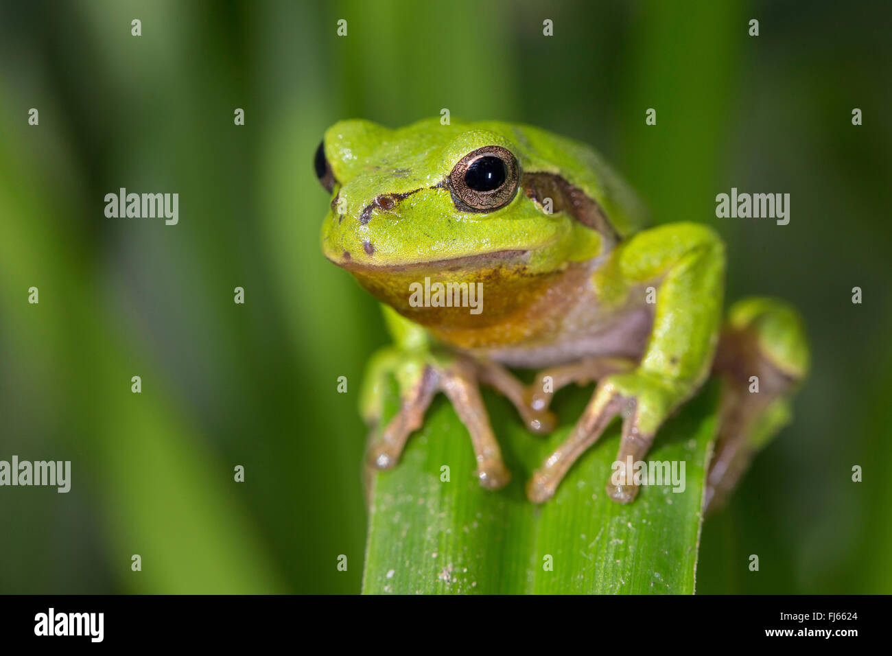 European treefrog, common treefrog, Central European treefrog (Hyla arborea), male ion a leaf, Germany, Bavaria Stock Photo