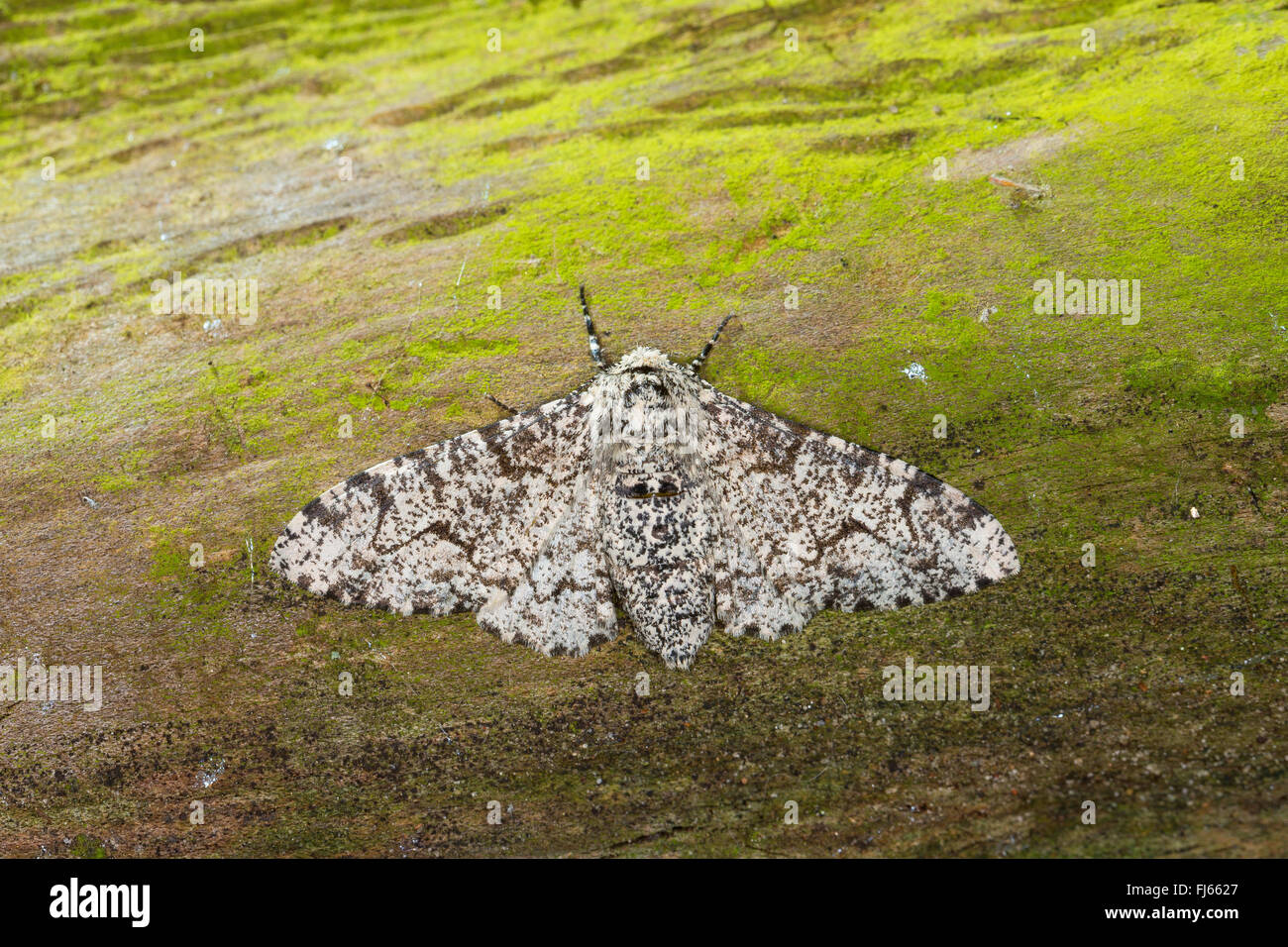 Peppered moth (Biston betularia, Biston betularius, Amphidasis