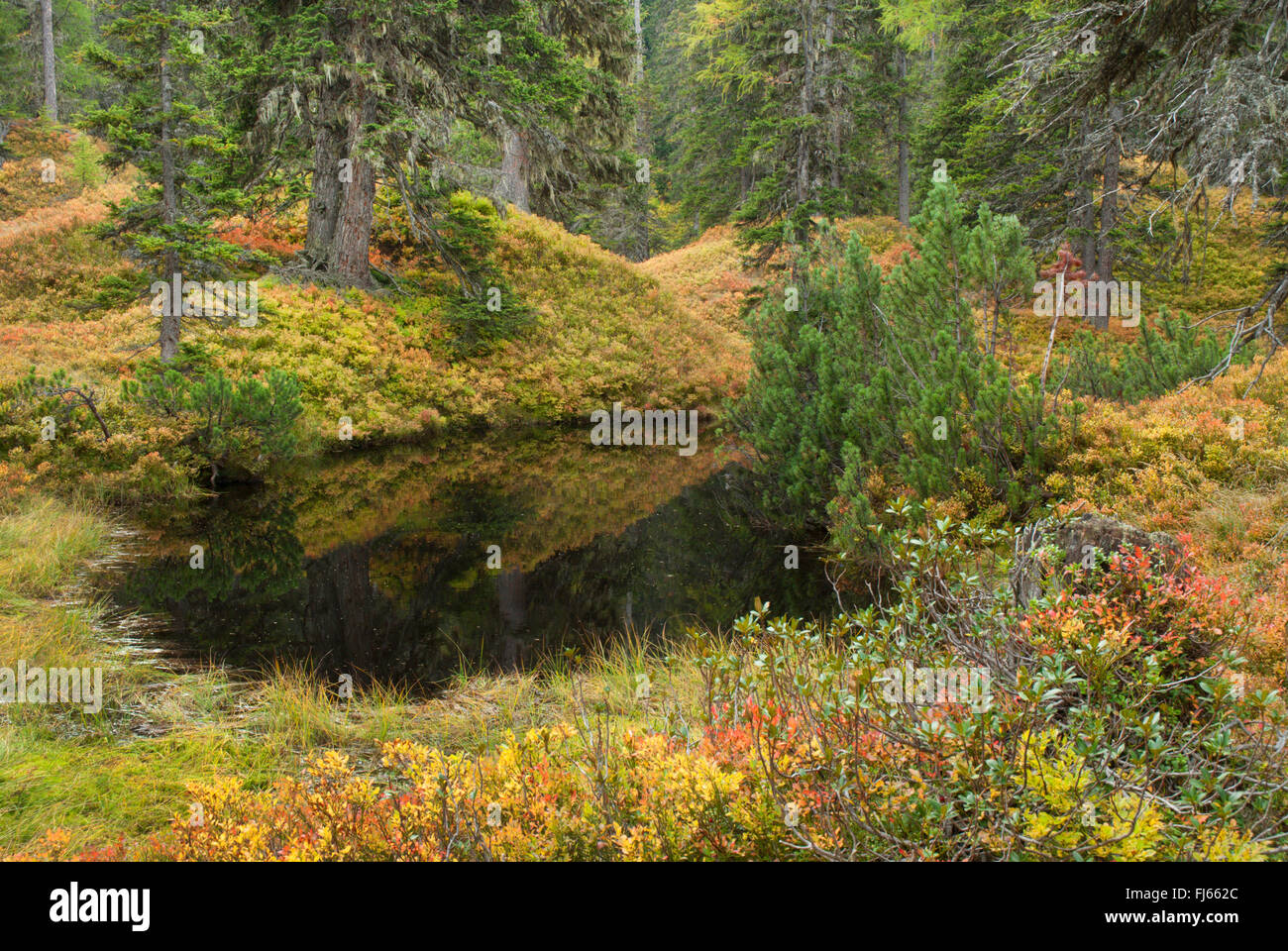 pond in autumnal Rauris forest , Austria, Hohe Tauern National Park, Rauriser Tal Stock Photo