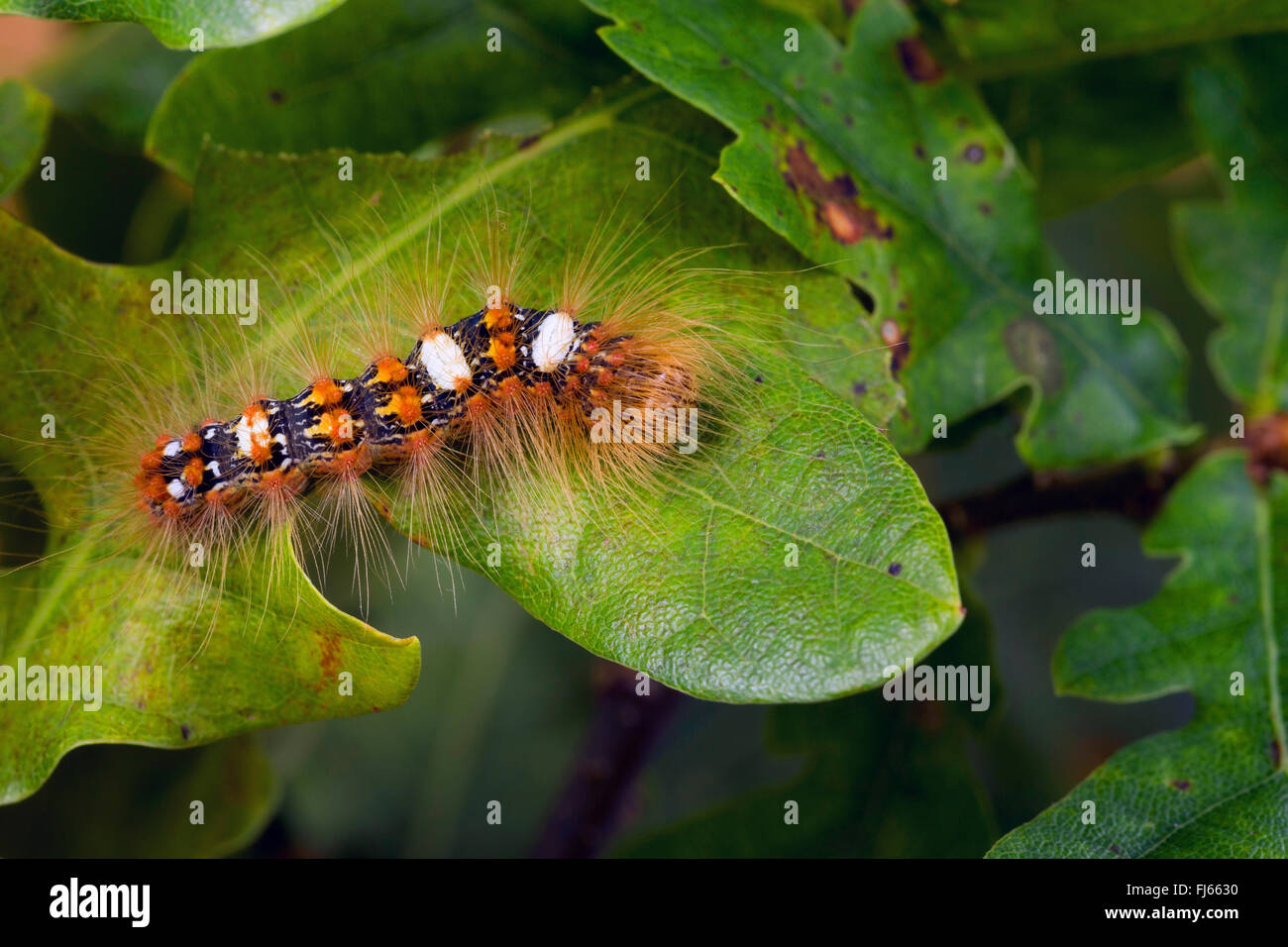 Scarce Merveille du jour (Moma alpium, Daseoacheta alpium, Diphthera alpium), caterpillar with hairs eating at an oak leaf, Germany Stock Photo