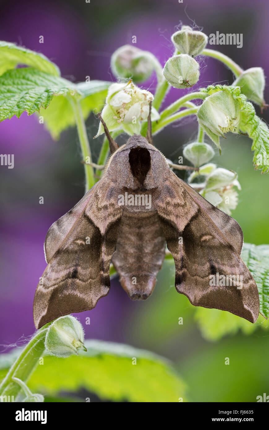 Eyed Hawk-Moth, Eyed Hawkmoth, Hawkmoths, Hawk-moths (Smerinthus ocellata, Smerinthus ocellatus), at a stem, Germany Stock Photo
