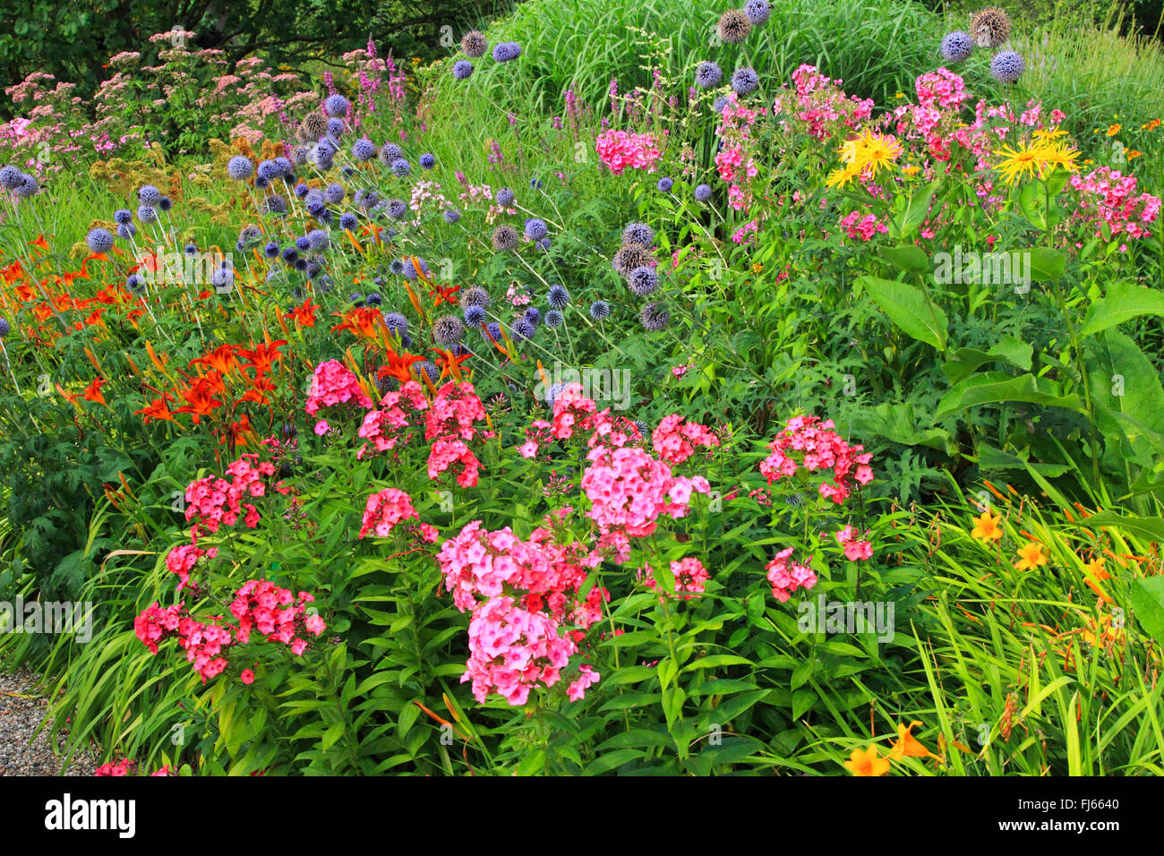 fall phlox, garden phlox (Phlox paniculata), colourful summer flowers in a bed Stock Photo