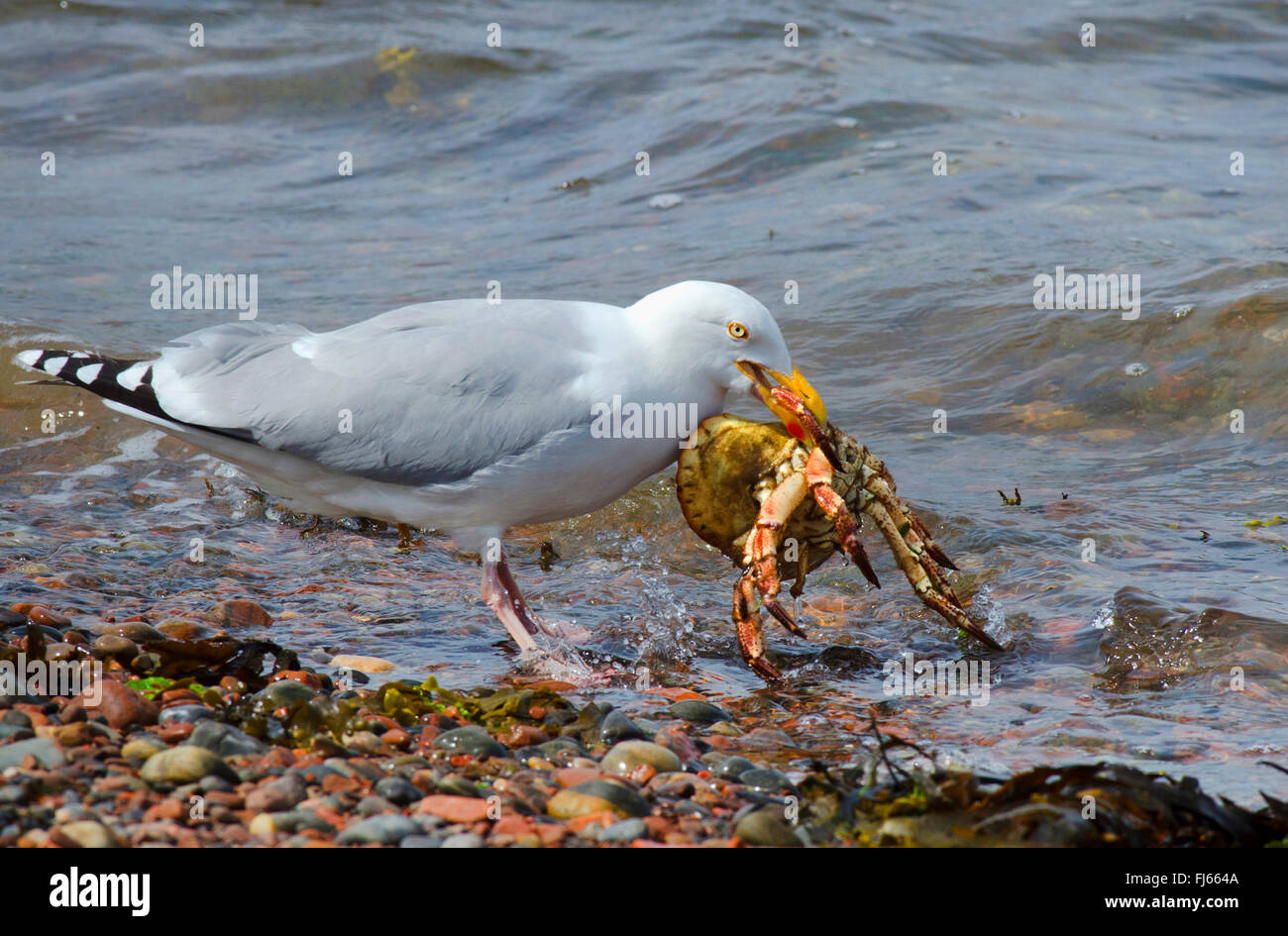 herring gull (Larus argentatus), capturing a crab at the North Sea, United Kingdom, Scotland, Highlands Stock Photo