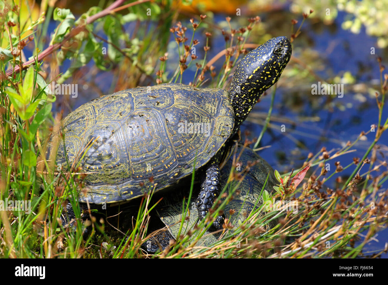 European pond terrapin, European pond turtle, European pond tortoise ...