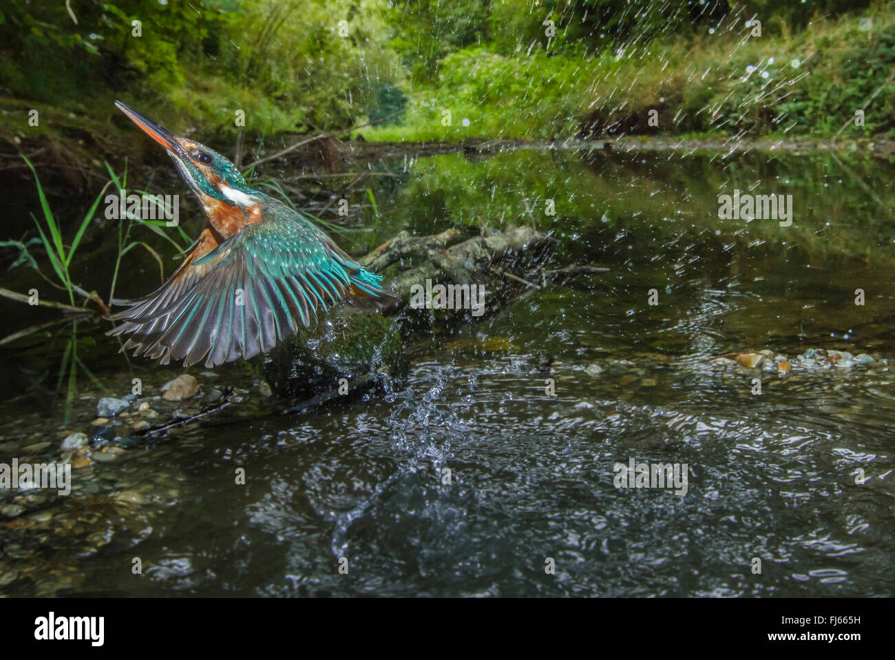 river kingfisher (Alcedo atthis), female takes of a brook with lush vegetation on the shore after a ineffective foray, Germany, Bavaria Stock Photo