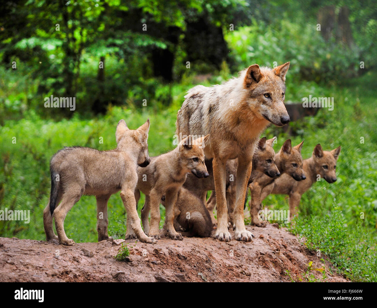 European gray wolf (Canis lupus lupus), wolf with pups, Germany, Bavaria Stock Photo