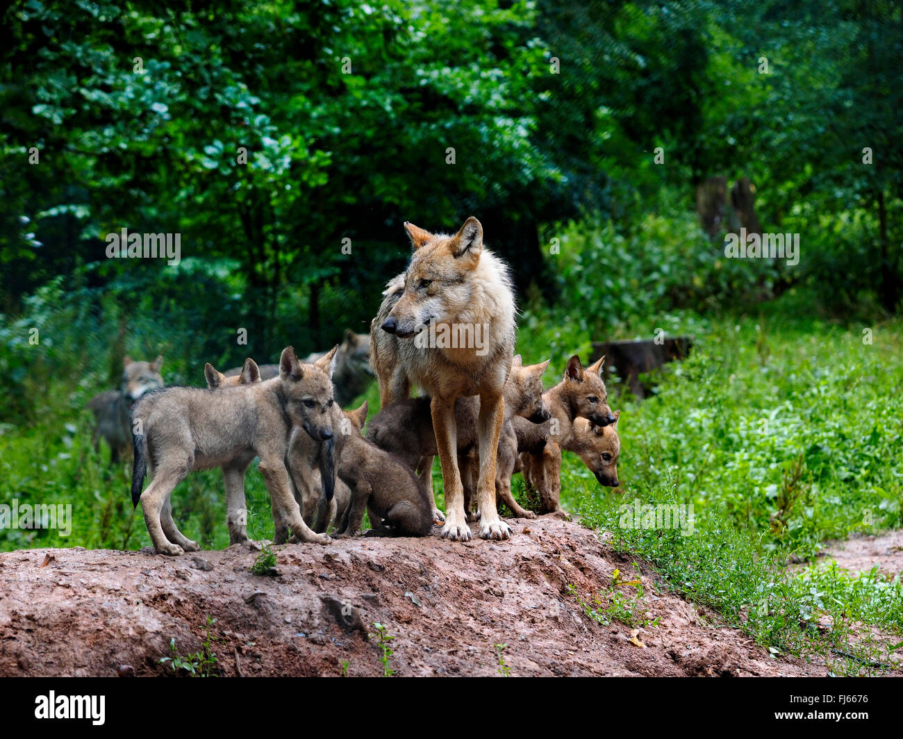 grey wolf pack with pups