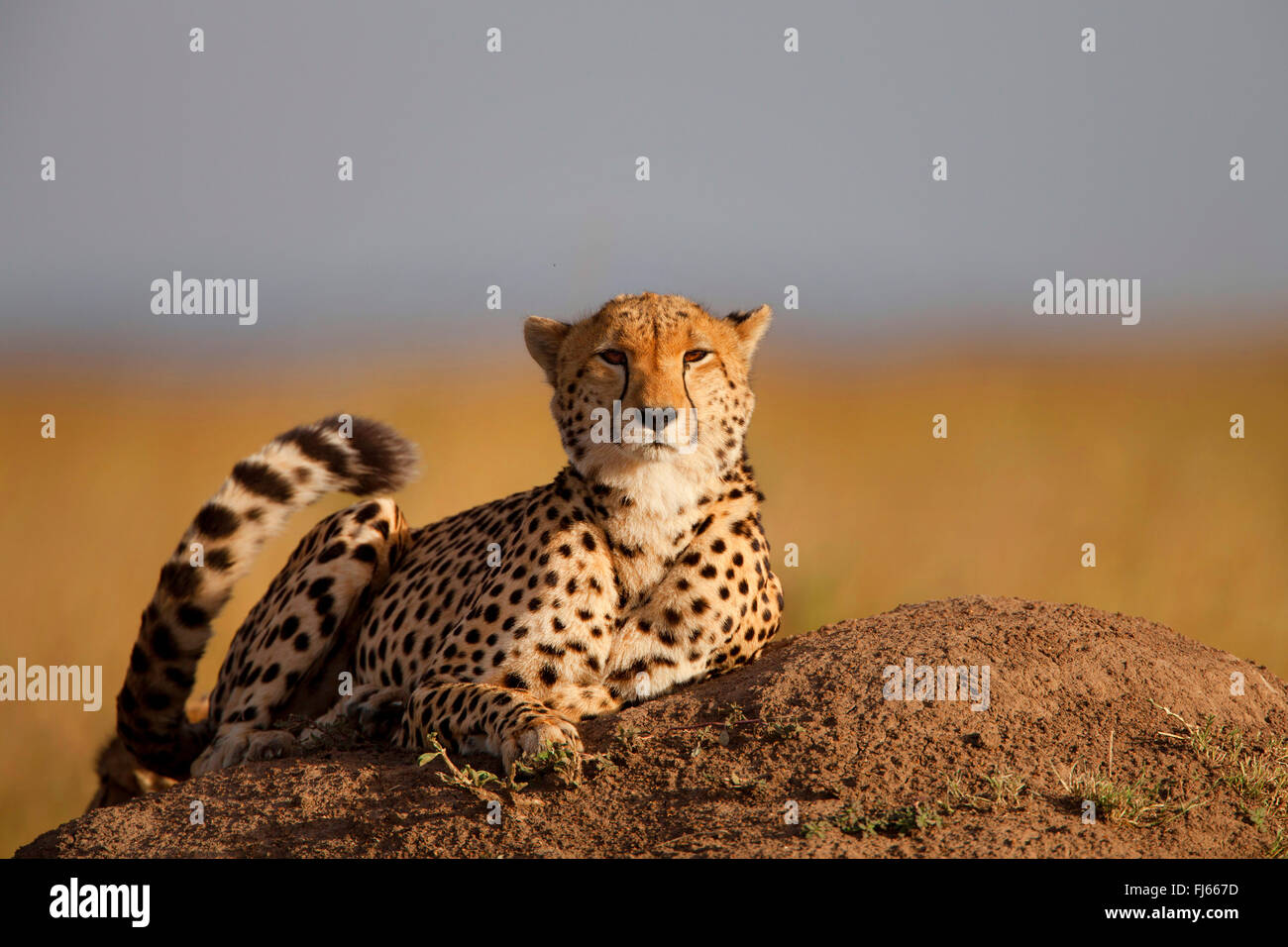 cheetah (Acinonyx jubatus), rests on a termite hill, Kenya, Masai Mara National Park Stock Photo