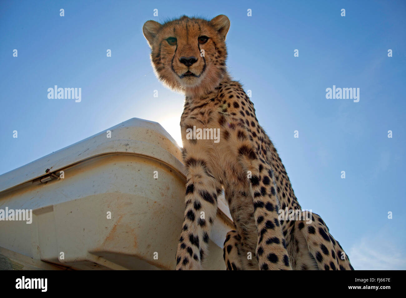 cheetah (Acinonyx jubatus), sits on an off-road vehicle, Kenya, Masai Mara National Park Stock Photo