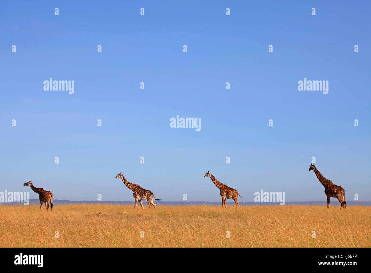 Masai giraffe (Giraffa camelopardalis tippelskirchi), four giraffes in savannah, Kenya, Masai Mara National Park Stock Photo