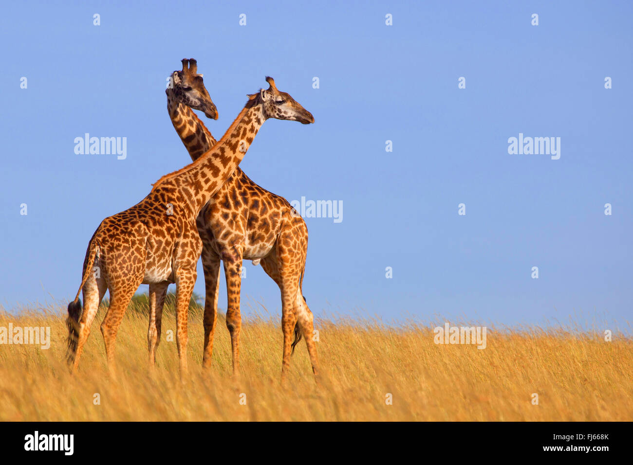 Masai giraffe (Giraffa camelopardalis tippelskirchi), two giraffes in savannah, Kenya, Masai Mara National Park Stock Photo