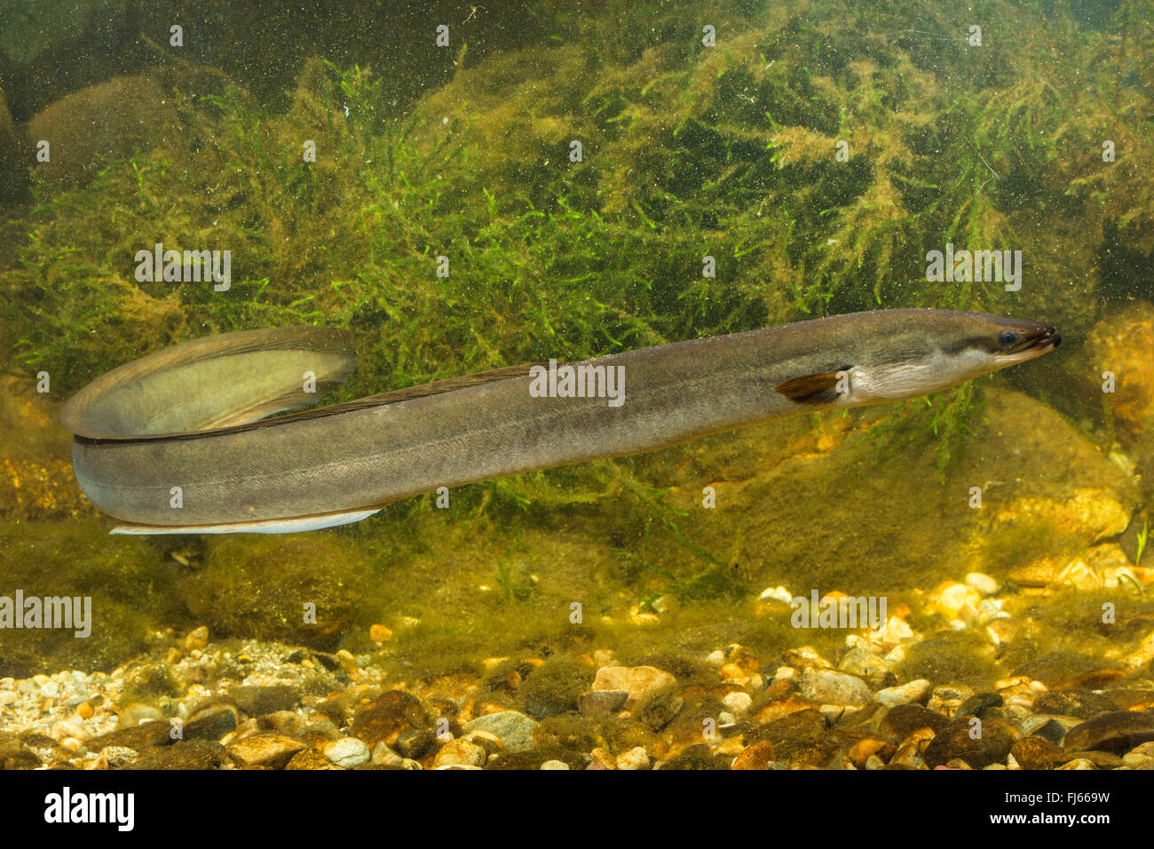 eel, European eel, river eel (Anguilla anguilla), swimming, Germany