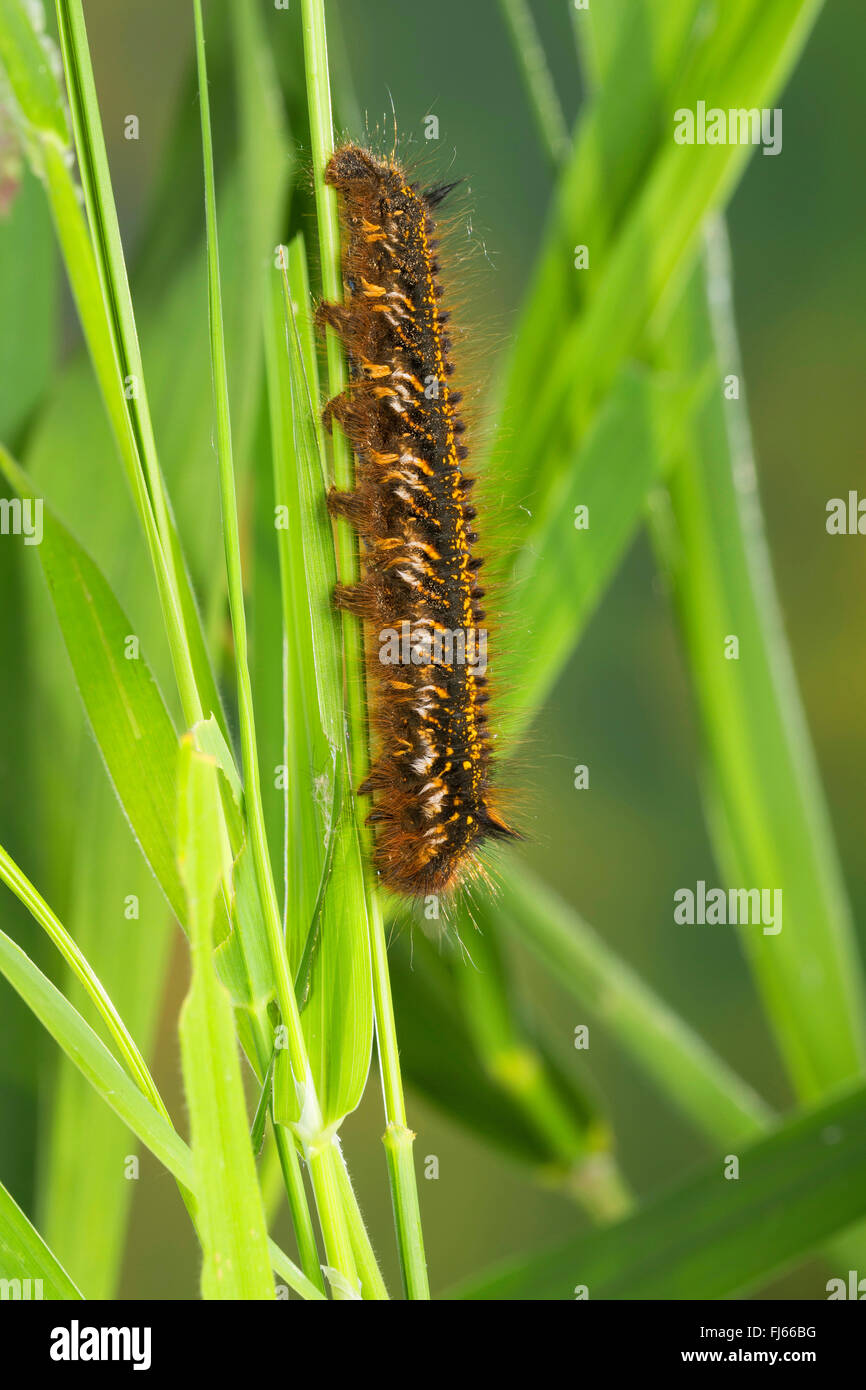 The Drinker (Philudoria potatoria, Euthrix potatoria), caterpillar at a stem, Germany Stock Photo