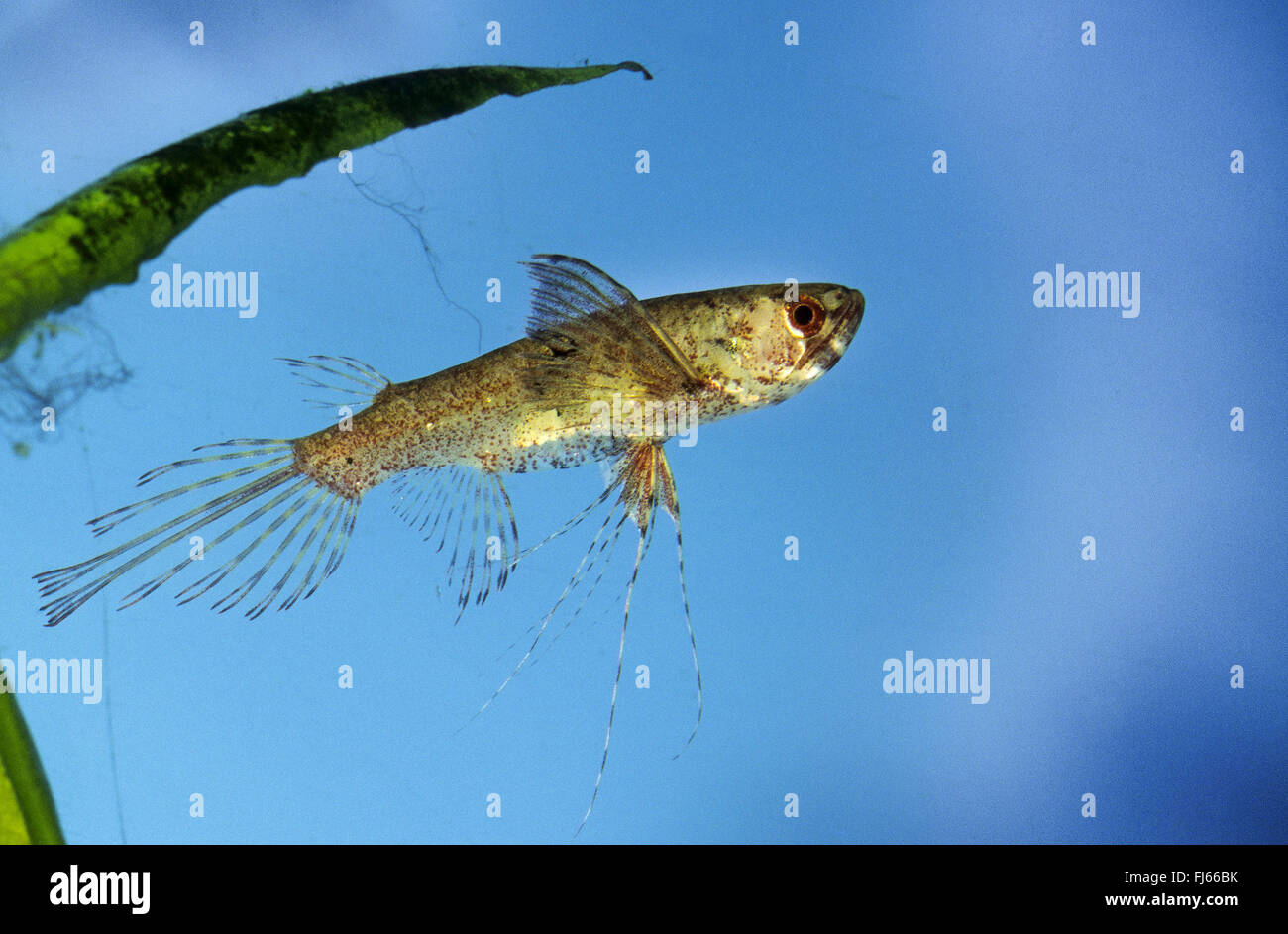 butterfly fish, butterflyfish, freshwater butterflyfish (Pantodon buchholzi), swimming Stock Photo