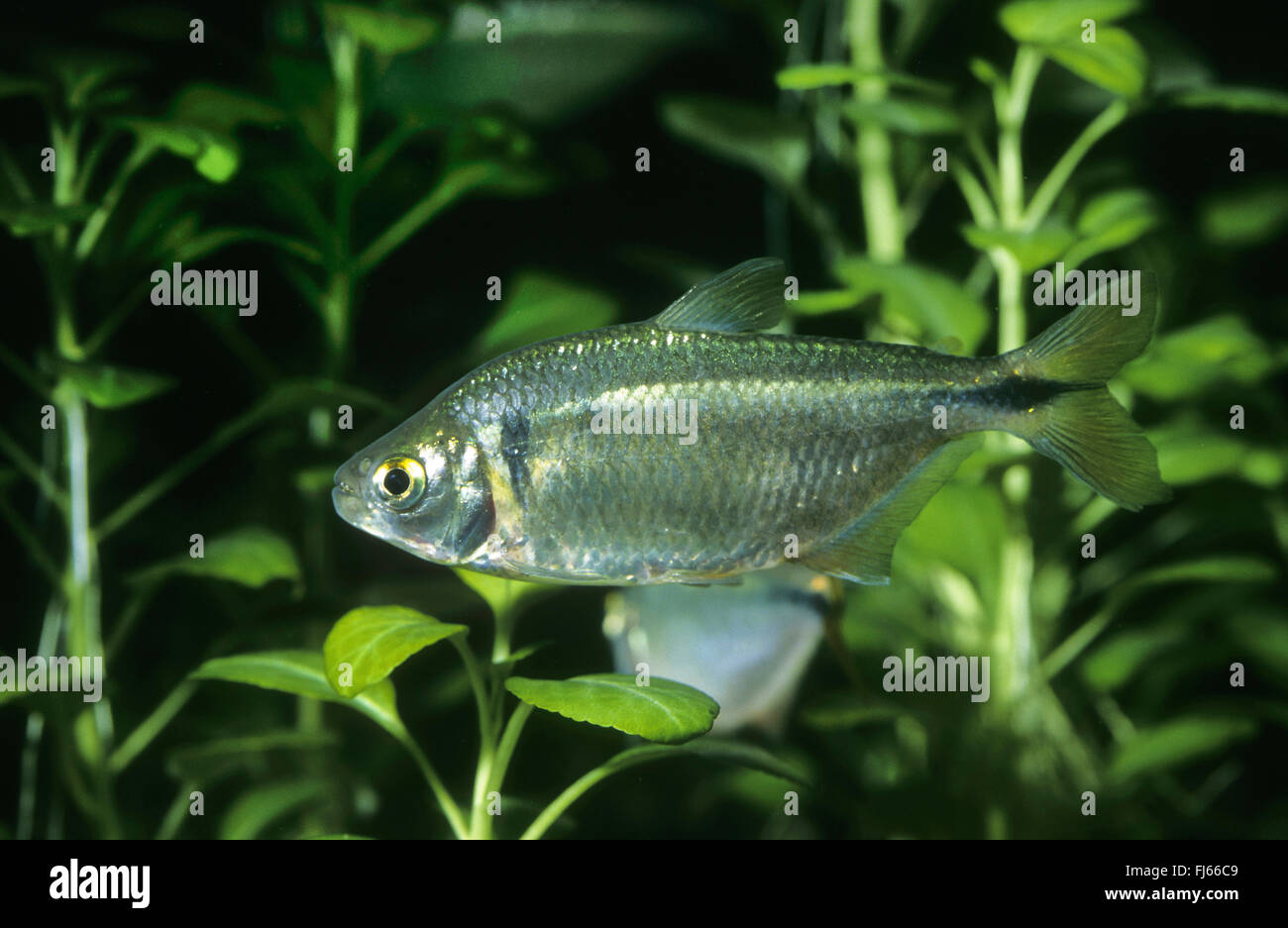Silvery tetra, Banded Astyanax (Astyanax fasciatus), swimming Stock Photo
