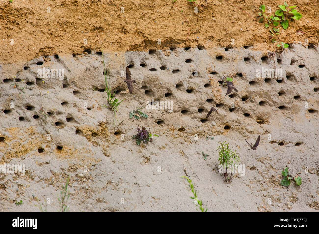 sand martin (Riparia riparia), shore with many breeding caves and flying adults in front, Germany, Bavaria Stock Photo
