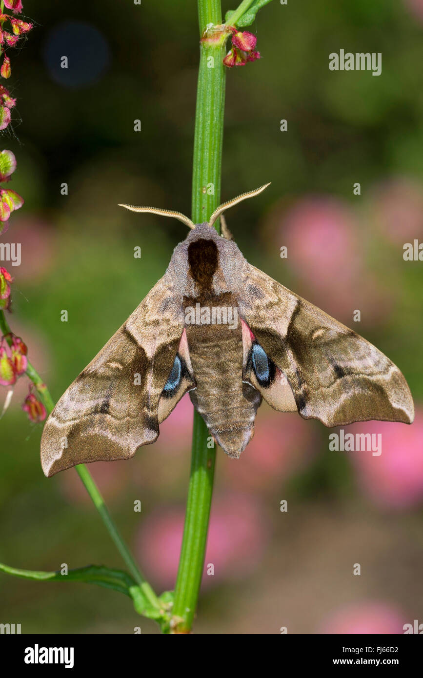 Eyed Hawk-Moth, Eyed Hawkmoth, Hawkmoths, Hawk-moths (Smerinthus ocellata, Smerinthus ocellatus), at a stem, Germany Stock Photo