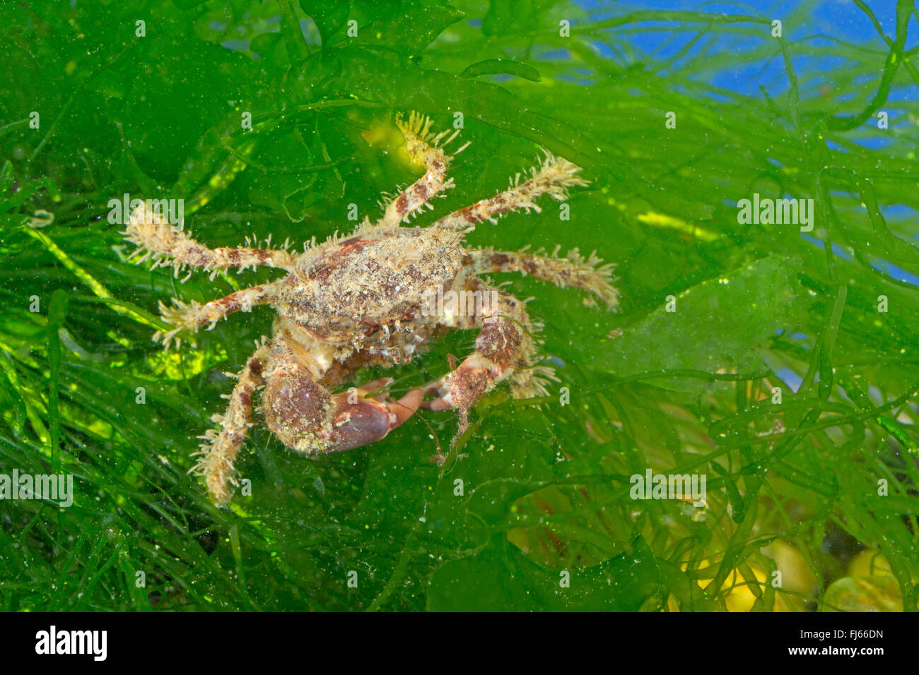 bristly crab, hairy crab, hairy black crab, bristly xanthid  (Pilumnus hirtellus), on a water plant Stock Photo