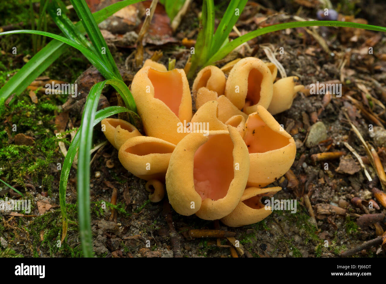 hare's ear (Otidea onotica), fruiting bodies on forest ground, Germany Stock Photo