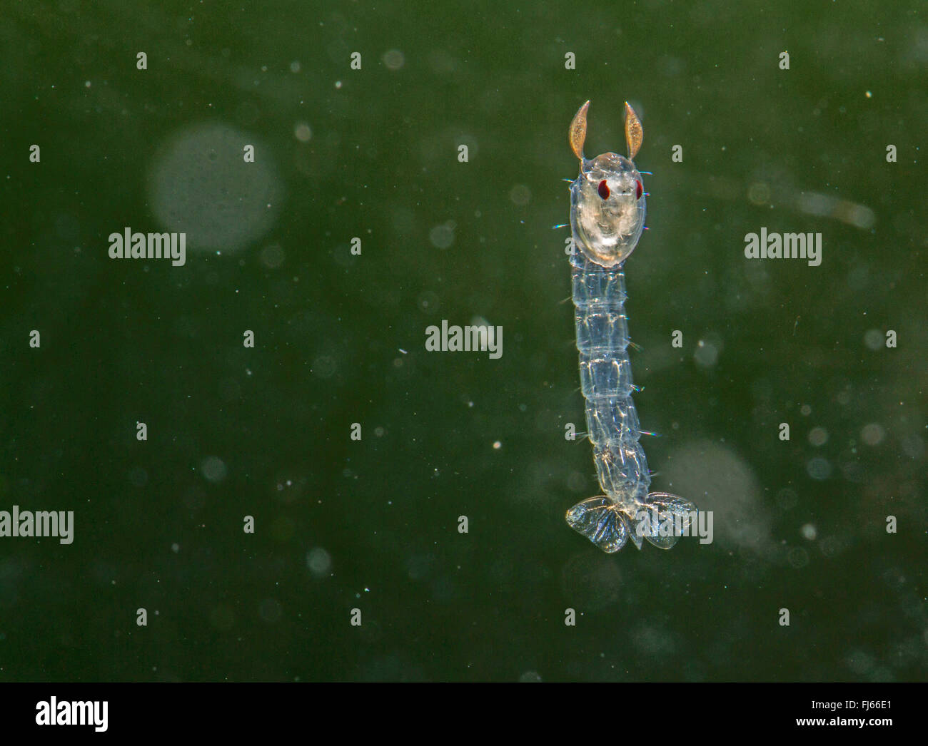 Phantom midge (Chaoborus spec.), pupa floating in water Stock Photo