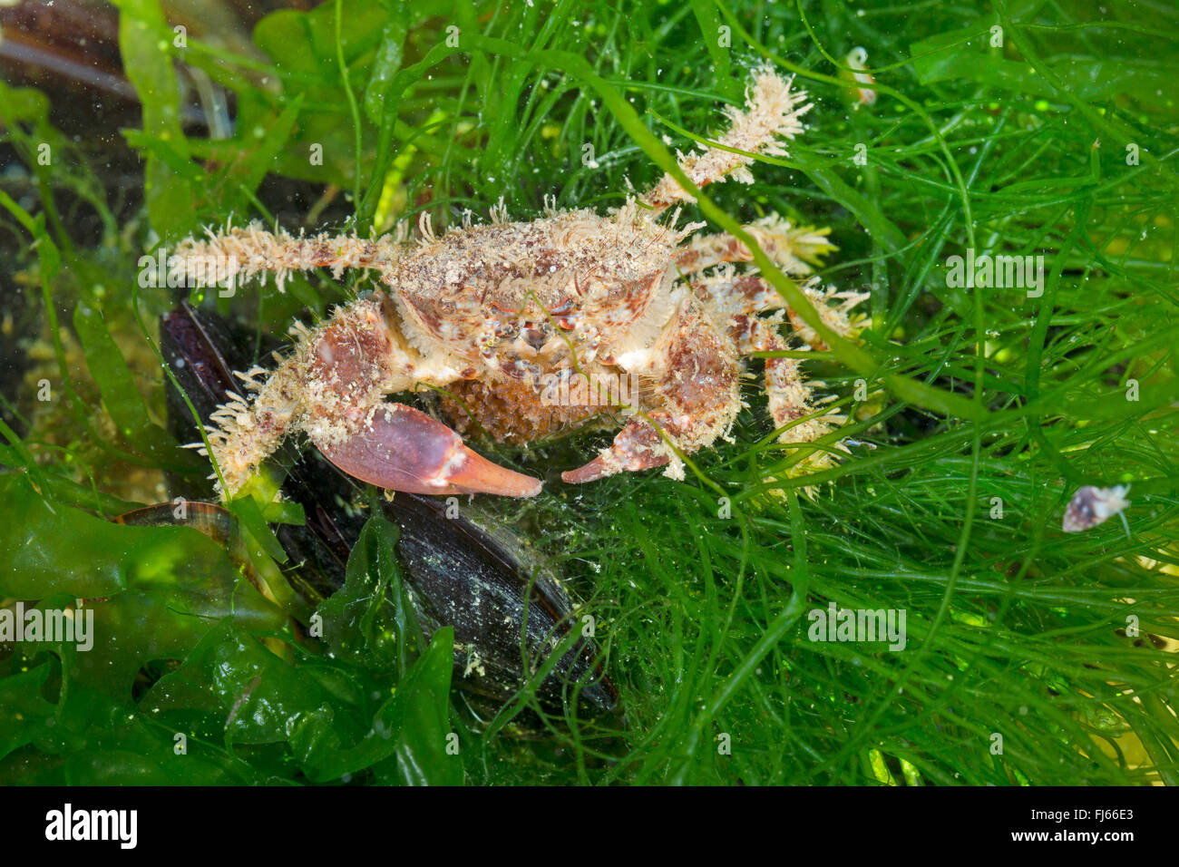 bristly crab, hairy crab, hairy black crab, bristly xanthid  (Pilumnus hirtellus), on a water plant Stock Photo