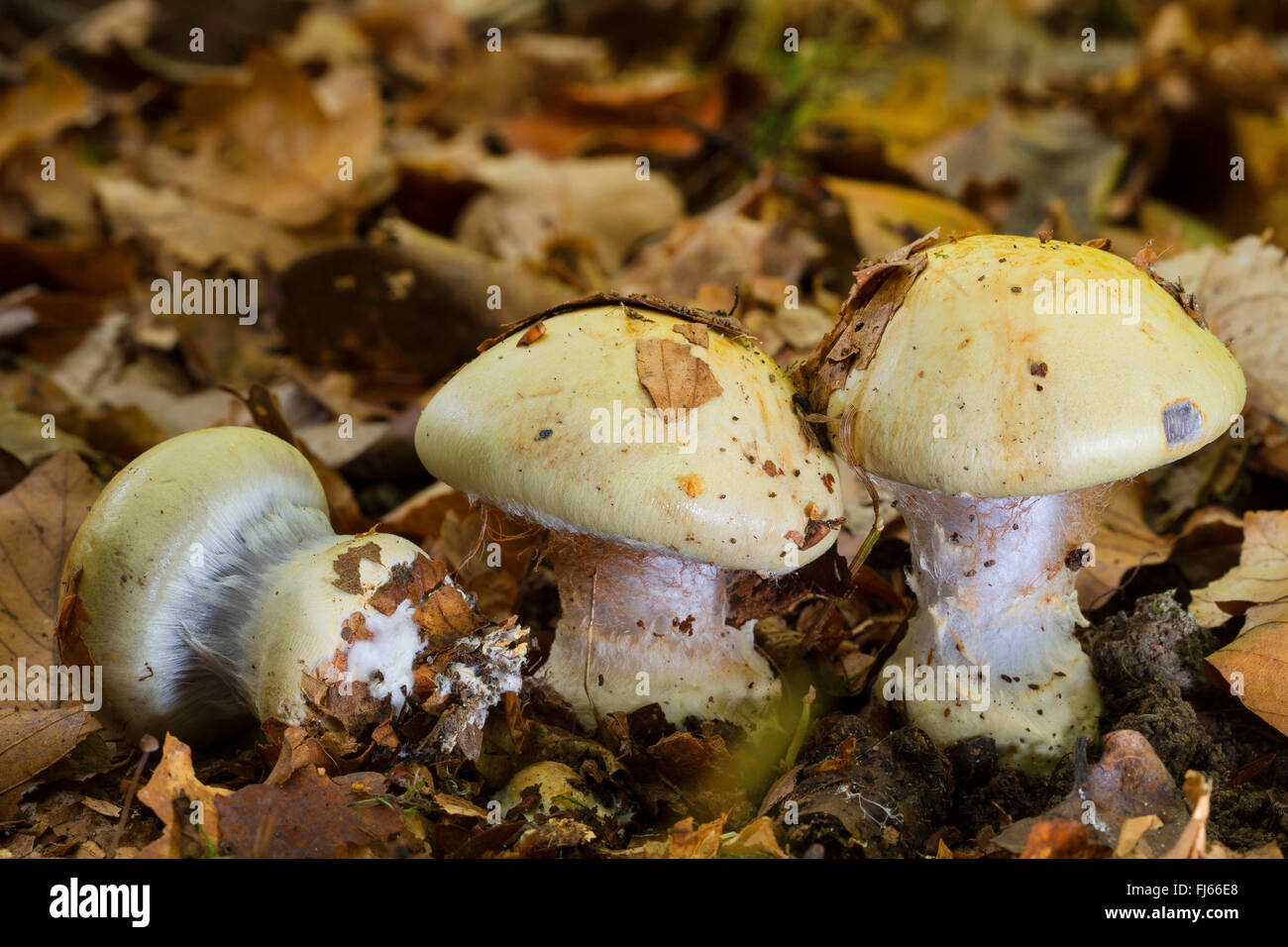 webcap (Cortinarius anserinus, Cortinarius amoenolens), three fruiting bodies on forest ground, Germany Stock Photo